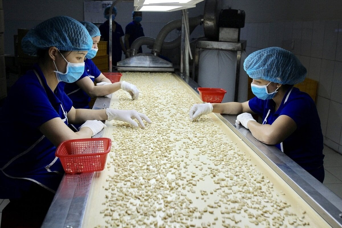 Hạt điều của Việt Nam cần đảm bảo an toàn vệ sinh thực phẩm và xuất khẩu bằng đường chính ngạch để nâng cao giá trị sản phẩm và xuất khẩu an toàn. (Ảnh minh hoạ)