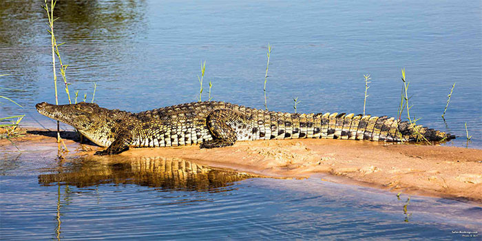 Cá sấu sông Nile