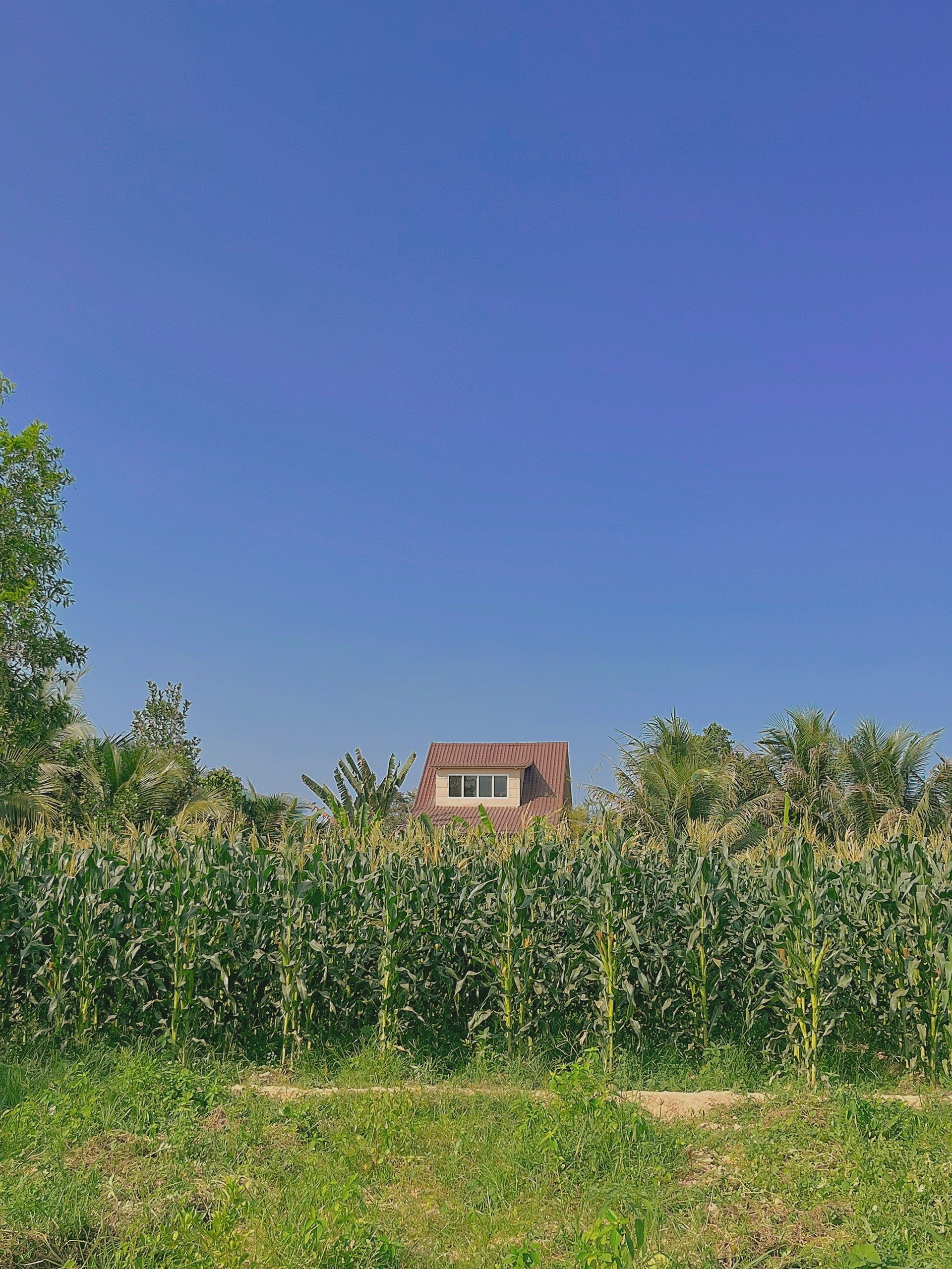 Nhà vườn đẹp như cổ tích ở Khánh Hòa, chi phí xây dựng 1,5 tỷ đồng - 2