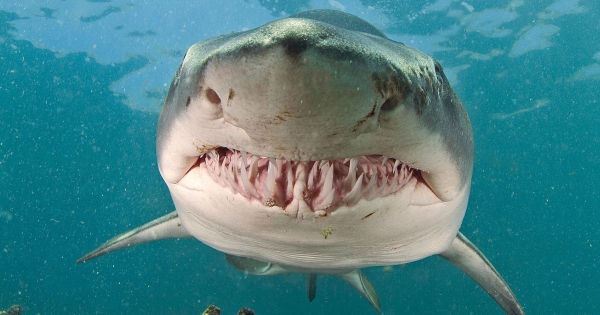 Người đàn ông dùng "chiêu độc" thoát thân khỏi hàm cá mập đang ngoạm chặt