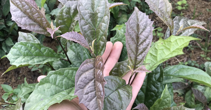 Loại cây dại nhưng là vị thuốc 'quý như vàng'