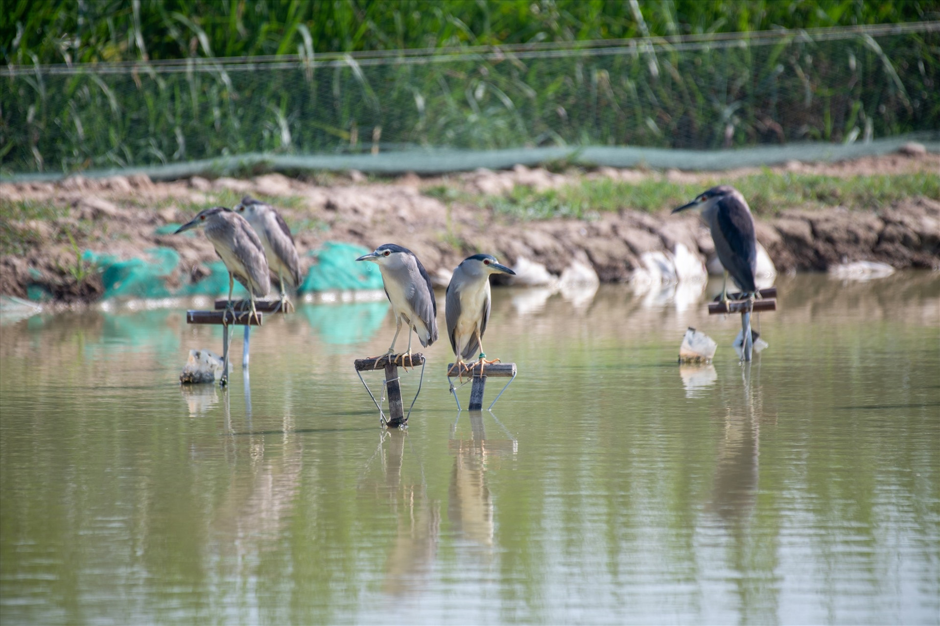 Chuyên gia: Các nước có chim bay trong phố, Việt Nam chim làm mồi nhậu - 2