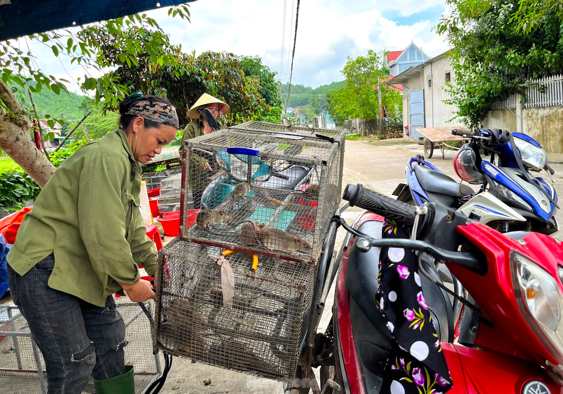 Chợ chuột lớn nhất Nghệ An, mỗi ngày tiêu thụ cả tấn ảnh 3