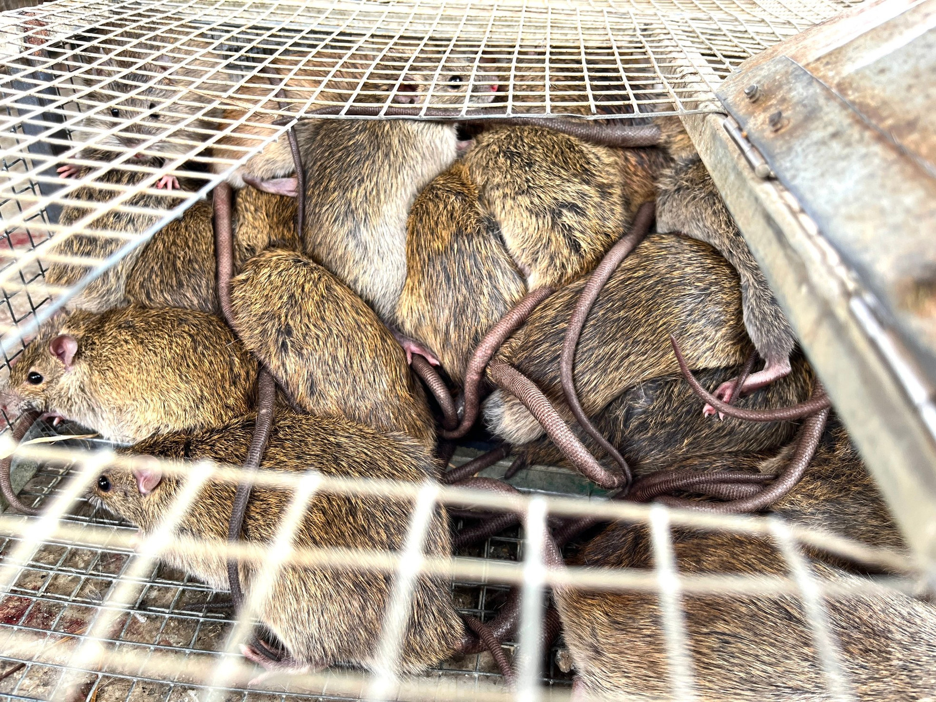 Chợ chuột lớn nhất Nghệ An, mỗi ngày tiêu thụ cả tấn ảnh 7