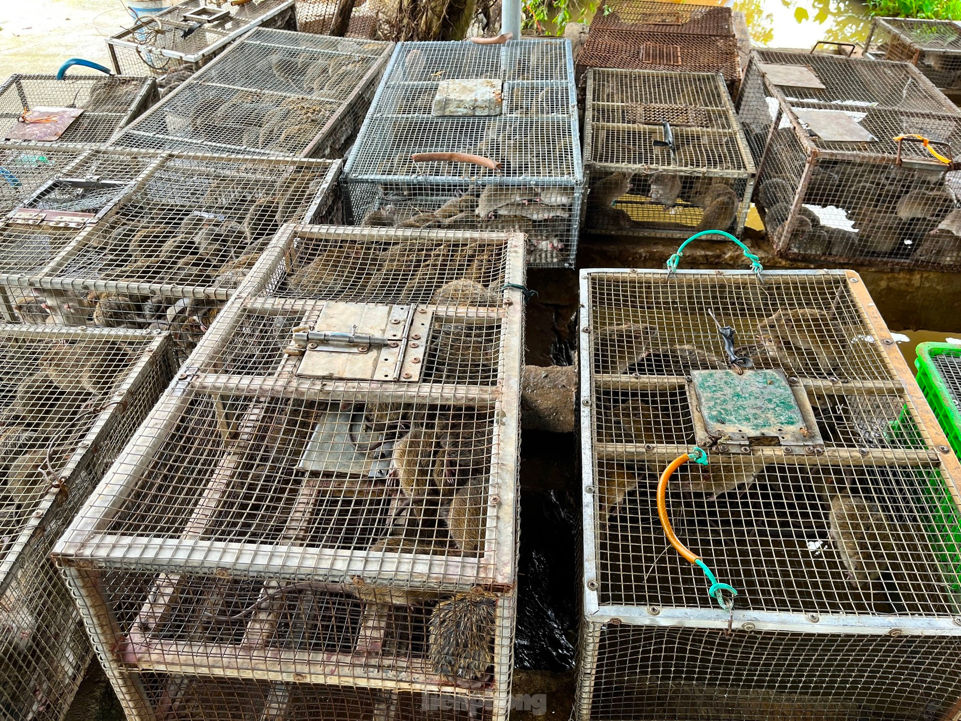 Chợ chuột lớn nhất Nghệ An, mỗi ngày tiêu thụ cả tấn ảnh 15