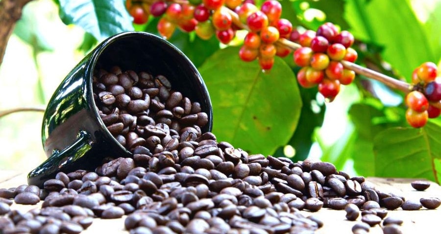 Giữa lúc giá cao kỷ lục, loại hạt tỷ USD của Việt Nam xuất khẩu ‘chạm đáy’