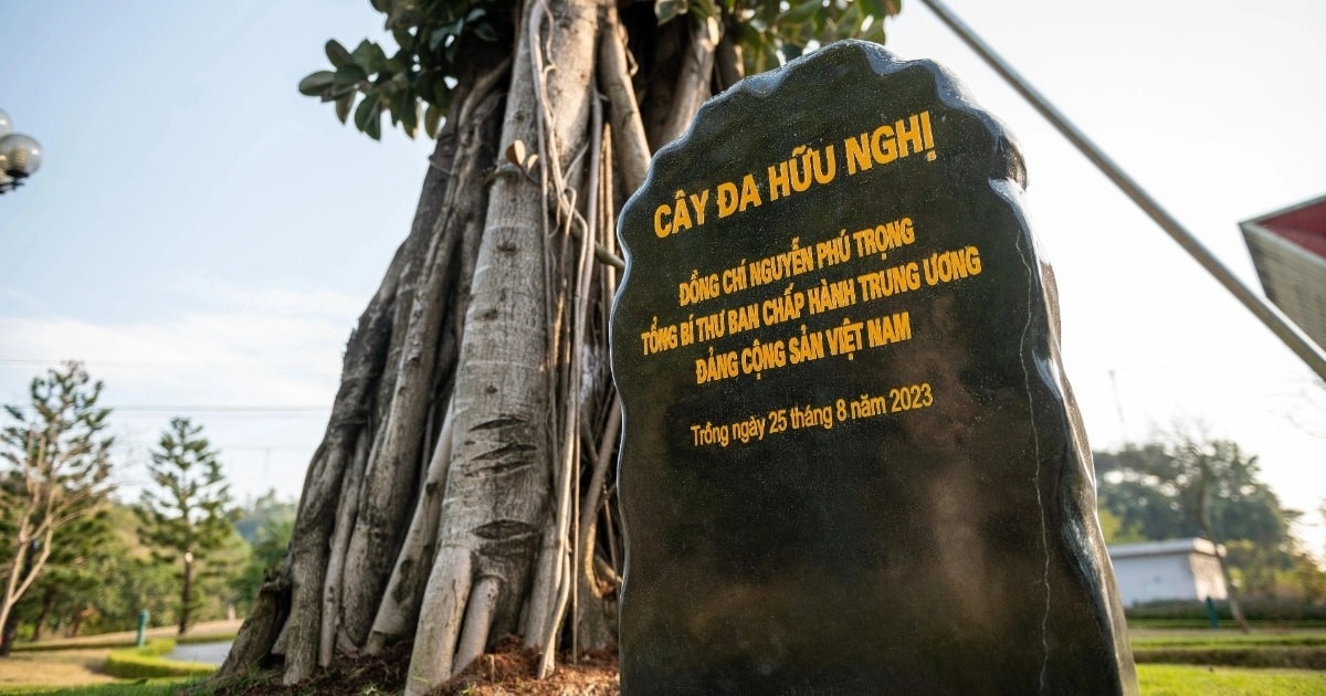 Cây đa đặc biệt trong khuôn viên cửa khẩu Hữu Nghị Việt - Trung