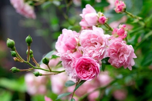 Số đỏ như son: Người sinh vào 3 tháng Âm lịch này khổ trước sướng sau, về già sung túc, dư dả