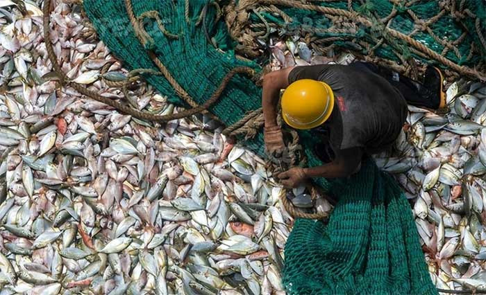 Đánh bắt cá bừa bãi khiến cho số lượng cá trên sông Dương Tử giảm mạnh.