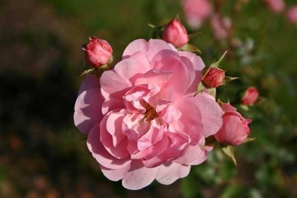 Lộc tràn vào cửa: Người sinh vào 3 tháng Âm lịch này sở hữu IQ cao hơn người, cầu gì được nấy