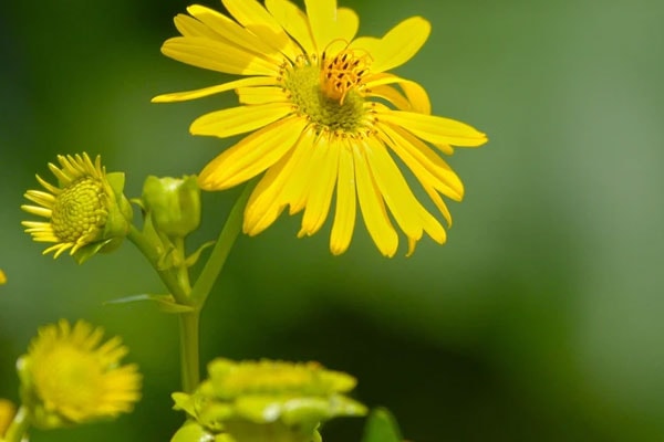 Phúc sâu, lộc dày: Ai sinh tháng Âm lịch này, mười người 9 người giàu có, năm 2024 phất nhanh