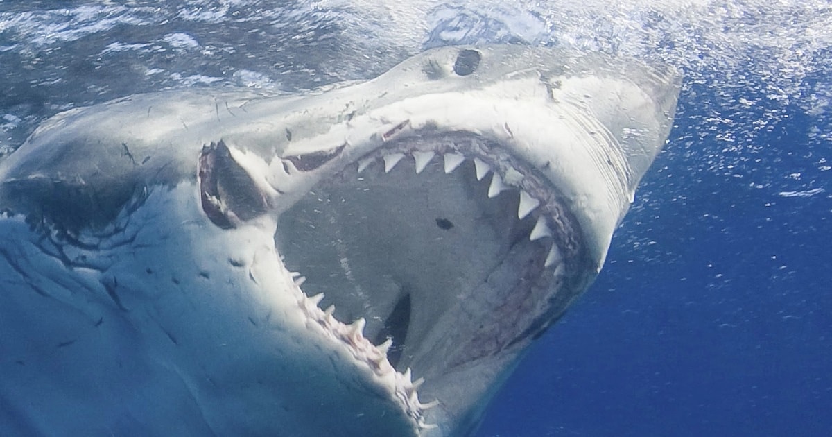 Tài năng lướt sóng tuổi teen tử nạn trong vụ cá mập tấn công