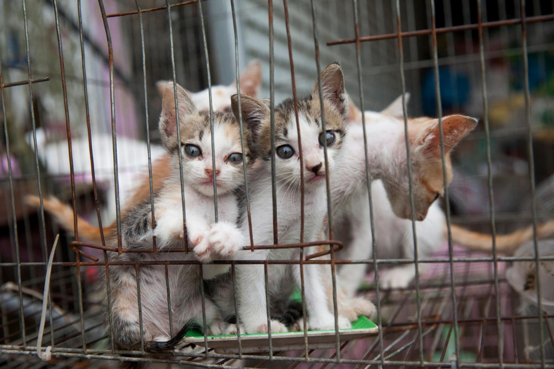 Quán thịt mèo Việt Nam giết 300 con mỗi tháng lên báo nước ngoài - 3