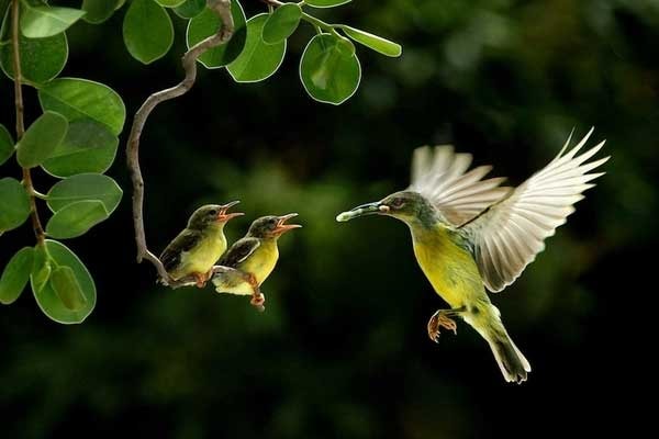 Sinh con năm Giáp Thìn 2024 vào tháng Âm lịch nào cuộc đời hạnh phúc, suôn sẻ, may mắn nhất?