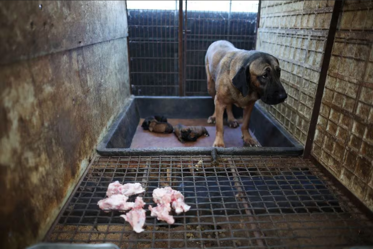 Hàn Quốc cấm ăn, bán thịt chó - 1