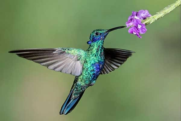 Ai sinh tháng Âm lịch này nhạy bén về tiền bạc, năm 2024 có vô vàn cơ hội, phúc lộc tràn đầy