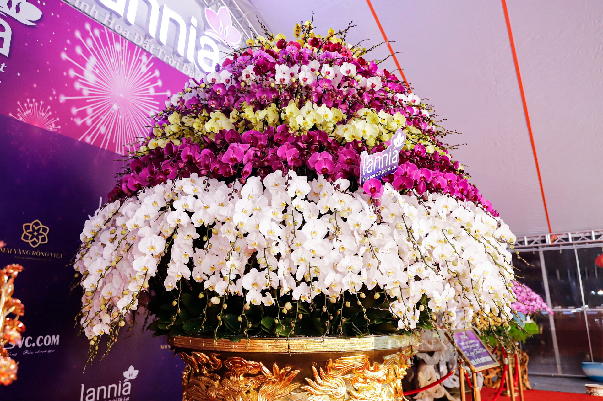 Cận cảnh chậu lan hồ điệp 9 tầng hoa nặng hơn 1 tấn giá 3,86 tỷ đồng ở Hà Nội- Ảnh 2.
