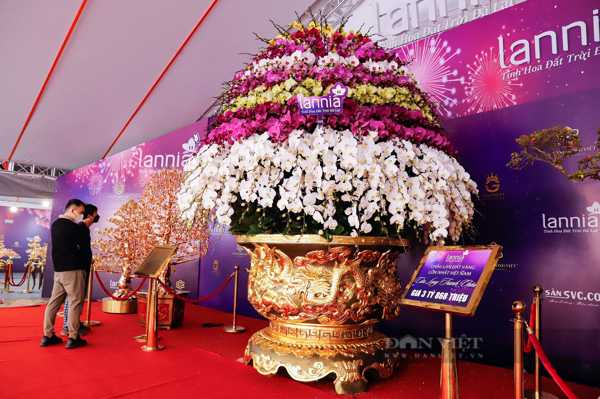 Cận cảnh chậu lan hồ điệp 9 tầng hoa nặng hơn 1 tấn giá 3,86 tỷ đồng ở Hà Nội- Ảnh 5.
