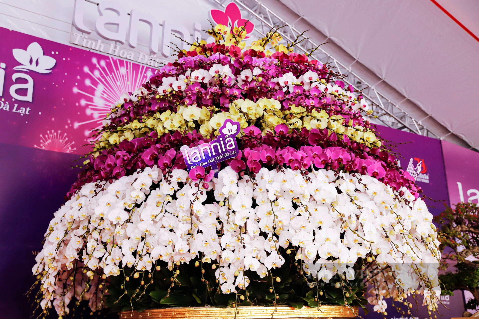 Cận cảnh chậu lan hồ điệp 9 tầng hoa nặng hơn 1 tấn giá 3,86 tỷ đồng ở Hà Nội- Ảnh 6.