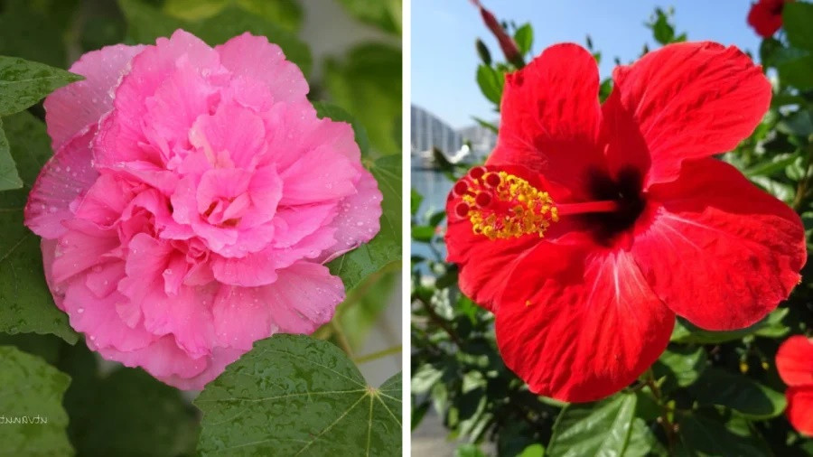 6 loại hoa đẹp nhưng không dùng để chơi Tết, tránh mua về kẻo rước xui xẻo-1