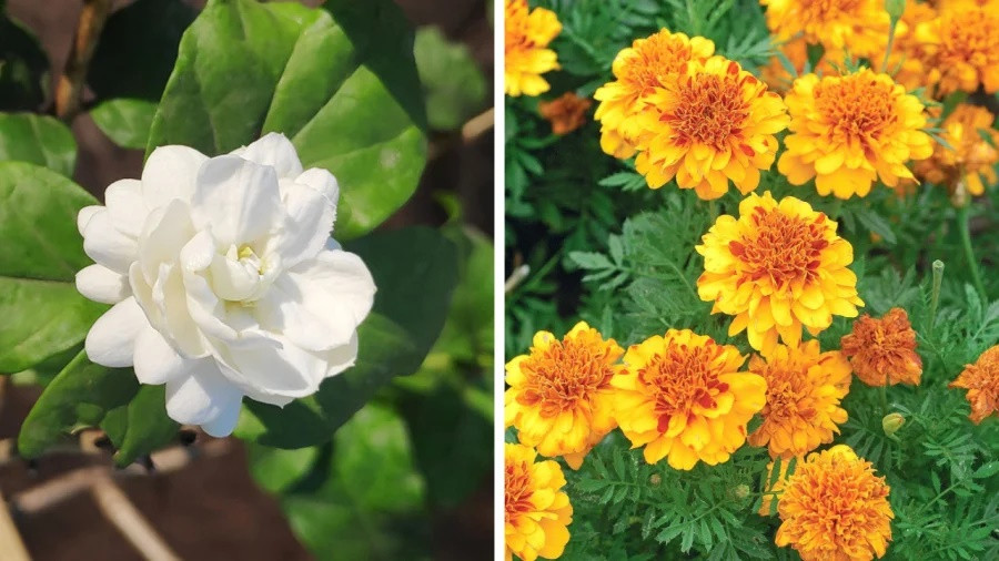 6 loại hoa đẹp nhưng không dùng để chơi Tết, tránh mua về kẻo rước xui xẻo-2