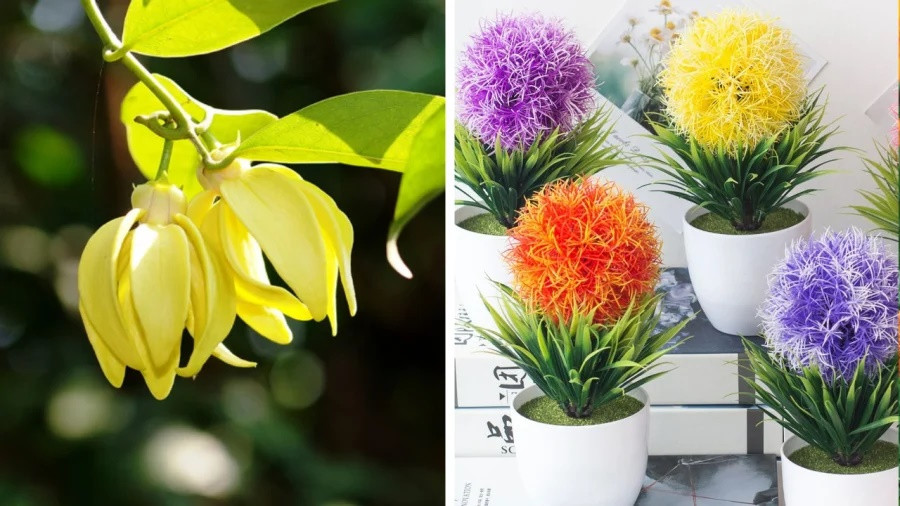 6 loại hoa đẹp nhưng không dùng để chơi Tết, tránh mua về kẻo rước xui xẻo-3