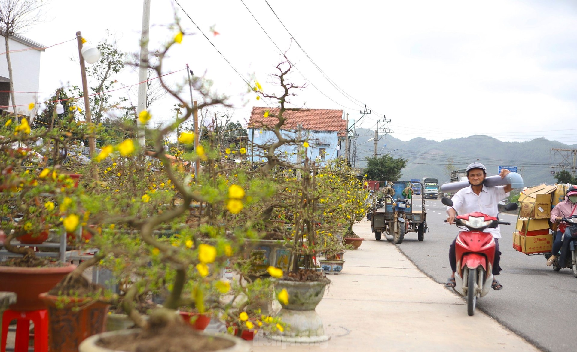 Mai vàng thủ phủ miền Trung lên đường ra Bắc vào Nam ảnh 1