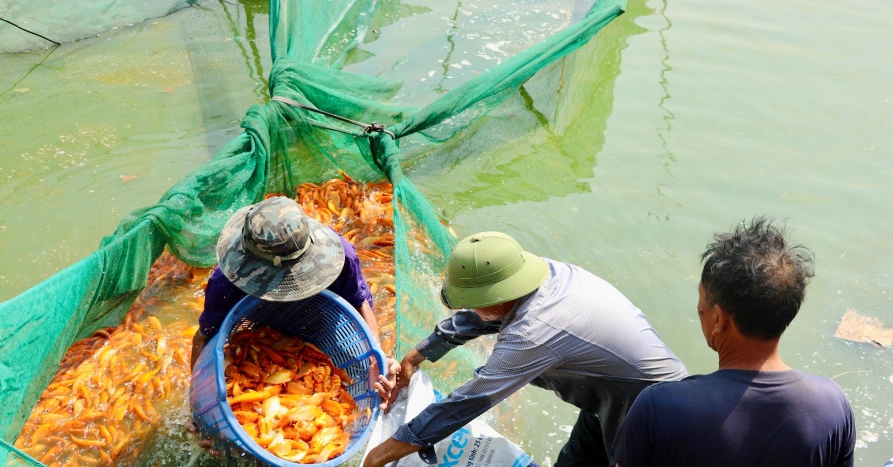 Cảnh nhộn nhịp ở những làng cá chép phục vụ Tết ông Công, ông Táo