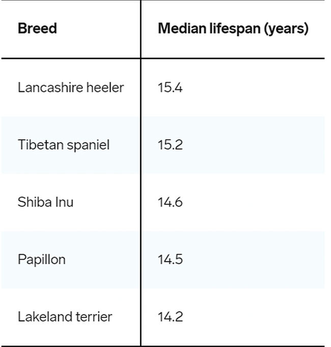 Tuổi thọ trung bình của 5 giống chó thuần chủng sống lâu nhất.