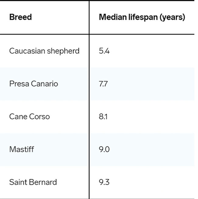 Tuổi thọ trung bình của 5 giống chó thuần chủng sống ngắn nhất.