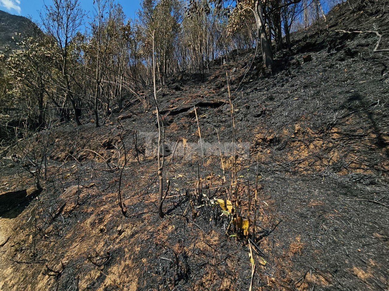 Climbing passes and crossing streams to reach forest fires in Hoang Lien National Park photo 8