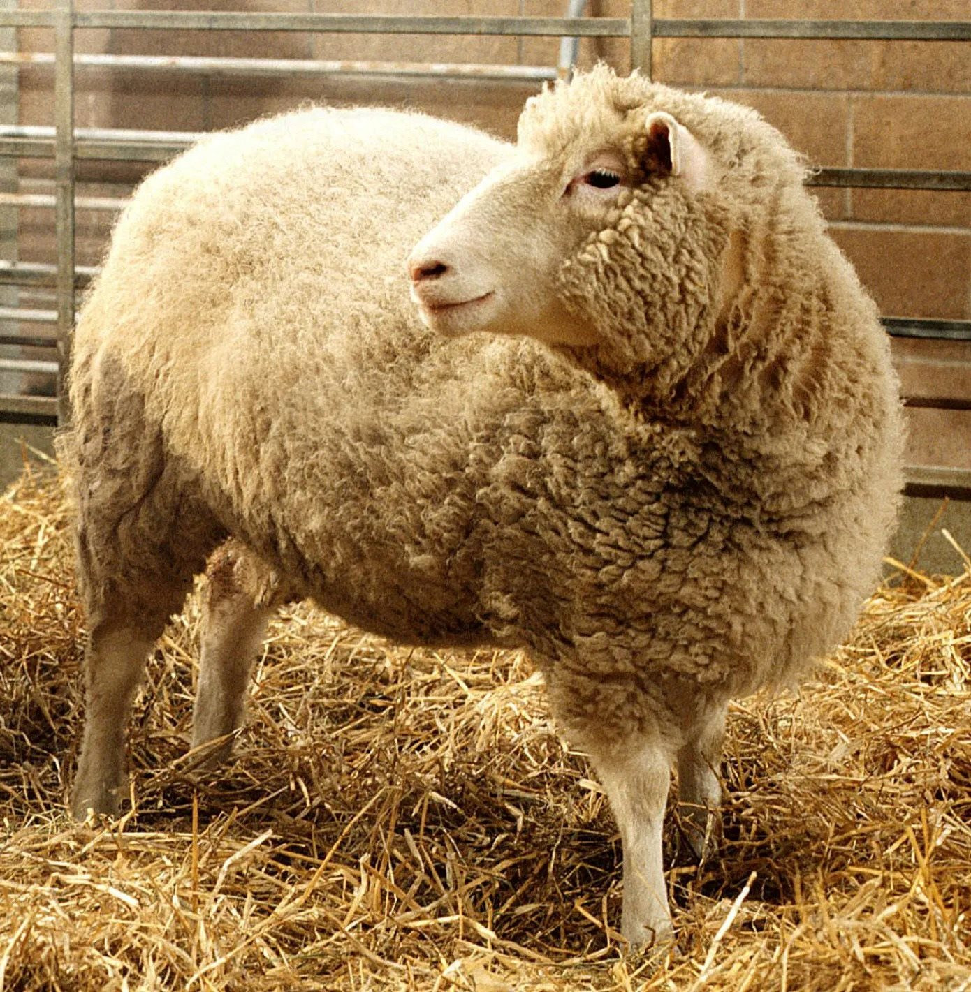 dolly-sheep-adult-mammal-edinburgh-roslin-institute_11zon.jpg