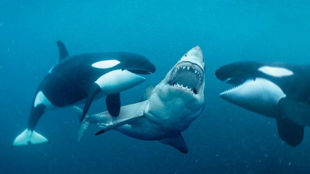 Xét về chỉ số IQ, cá voi sát thủ đủ sức đè bẹp cá mập trắng lớn.