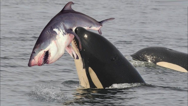 Cá voi sát thủ thường tấn công tiêu diệt cá mập một cách hết sức tàn bạo.