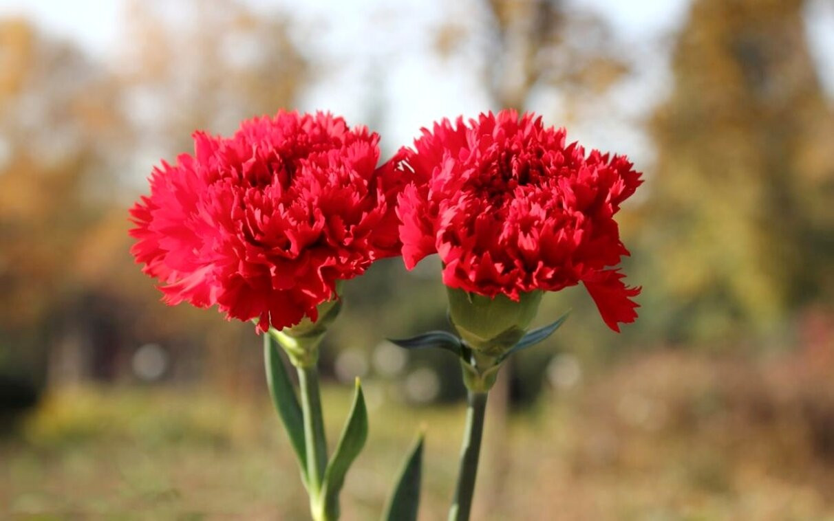 Hoa cẩm chướng tượng trưng cho những người sinh tháng 1. (Ảnh: B.L)