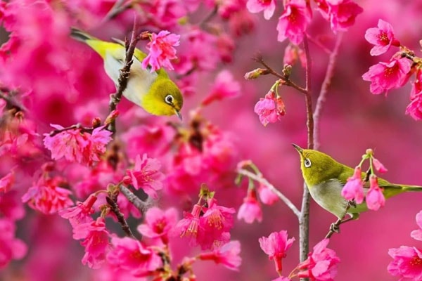 Xuân sang lộc kéo đến nhà, người sinh vào 3 tháng Âm lịch này tình - tiền đỏ như son