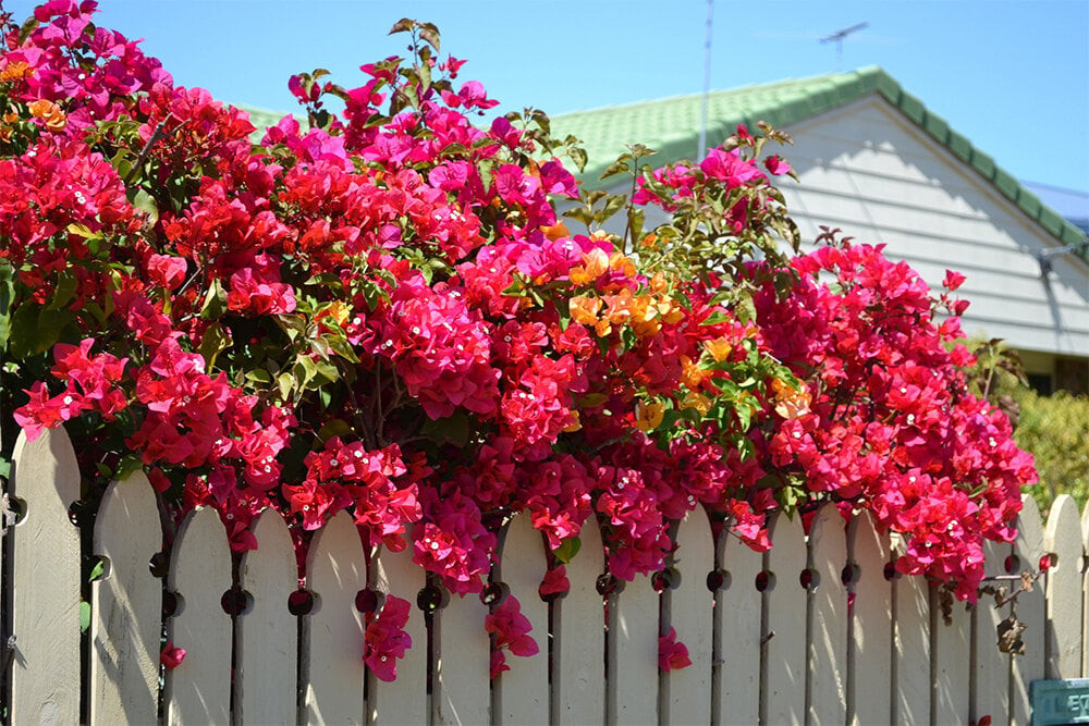 Làm cách nào để hoa giấy nở rực rỡ cả 4 mùa? (Ảnh: Shutterstock)