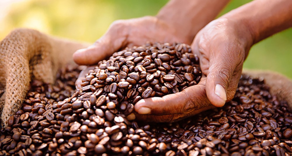 Cơn sốt giá cà phê: Cả thế giới săn mua chỉ sau vàng ròng và dầu