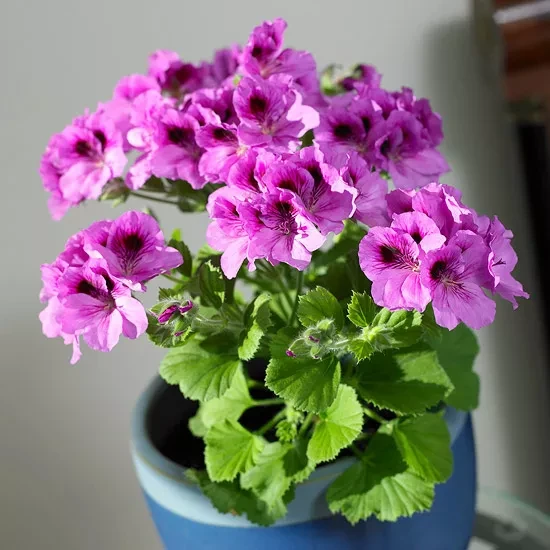 phong lữ phong lữ JASON DONNELLY Một số loại phong lữ ( Pelargonium spp.) là loại cây trồng trong nhà có hoa tuyệt vời. Cây phong lữ Regal hay Martha Washington, trong hình, có hoa lớn nhất, đẹp nhất, nhưng yêu cầu điều kiện phát triển mát mẻ . Cây phong lữ vườn thông thường ( P. x hortorum ) và cây thường xuân phong lữ ( P. peltatum ) cũng có hoa sặc sỡ nhưng là loại cây dễ trồng hơn.  Điều kiện sinh trưởng: Ánh sáng rực rỡ đến cường độ cao; 60-75°F; giữ cho đất khô vừa phải