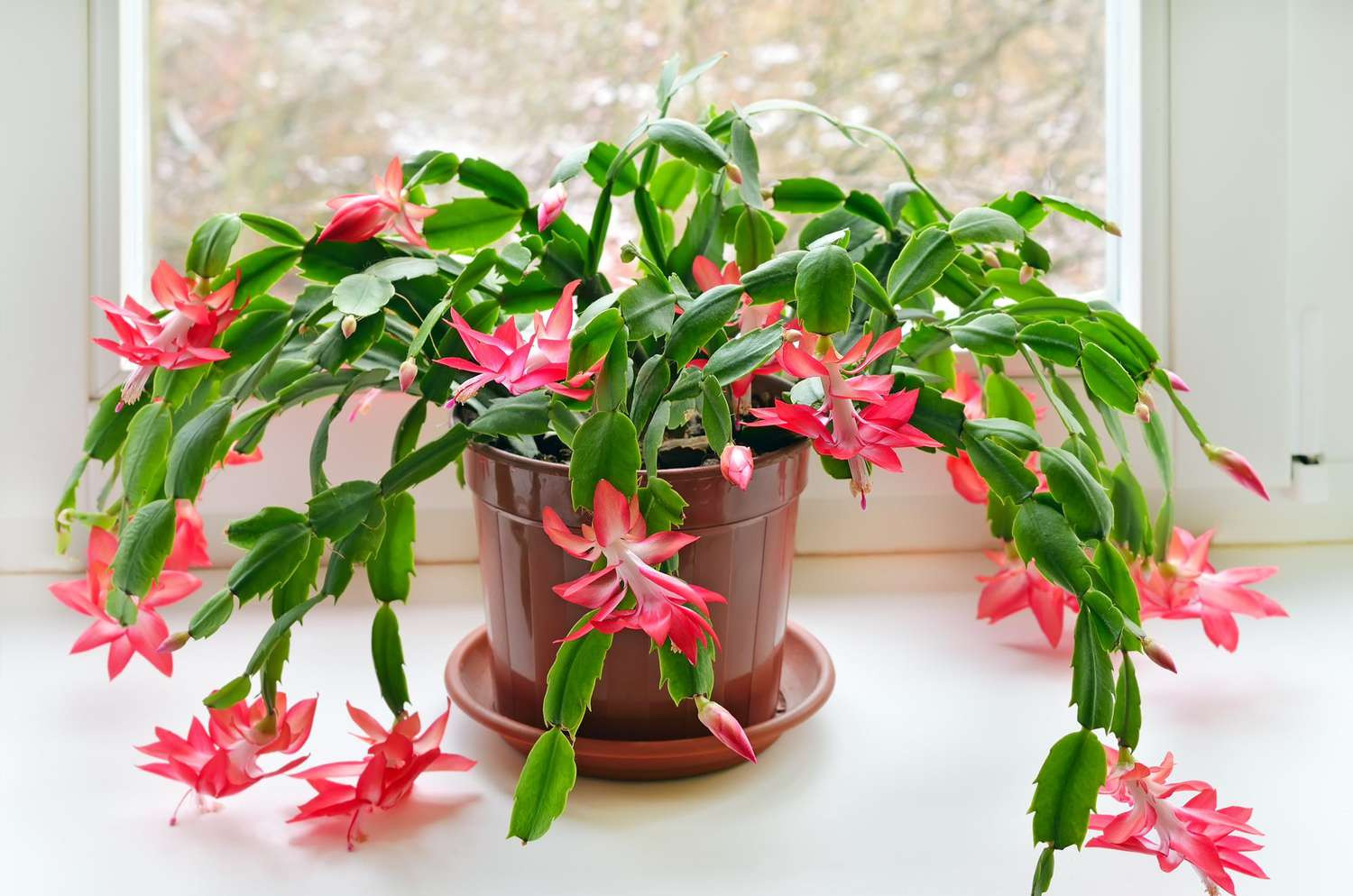 Christmas Cactus xương rồng giáng sinh cây xương rồng giáng sinh hoa oải hương trong chậu KRITSADA PANICHGUL Nhiều loại cây được bán dưới tên xương rồng Giáng sinh ( Schlumbergera x Buckleyi ) thực ra là những loài có liên quan chặt chẽ với nhau, đôi khi được gọi là xương rồng Lễ tạ ơn , thường nở hoa sớm hơn vài tuần. Cả hai loại cây này đều ra hoa khi nhiệt độ mát mẻ và ngày ngắn vào mùa thu và mùa đông.  Điều kiện sinh trưởng: Ánh sáng rực rỡ; 70-80°F, 55°F vào mùa thu; giữ cho đất khô vừa phải  Kích thước: Cao 12 inch và rộng 18 inch