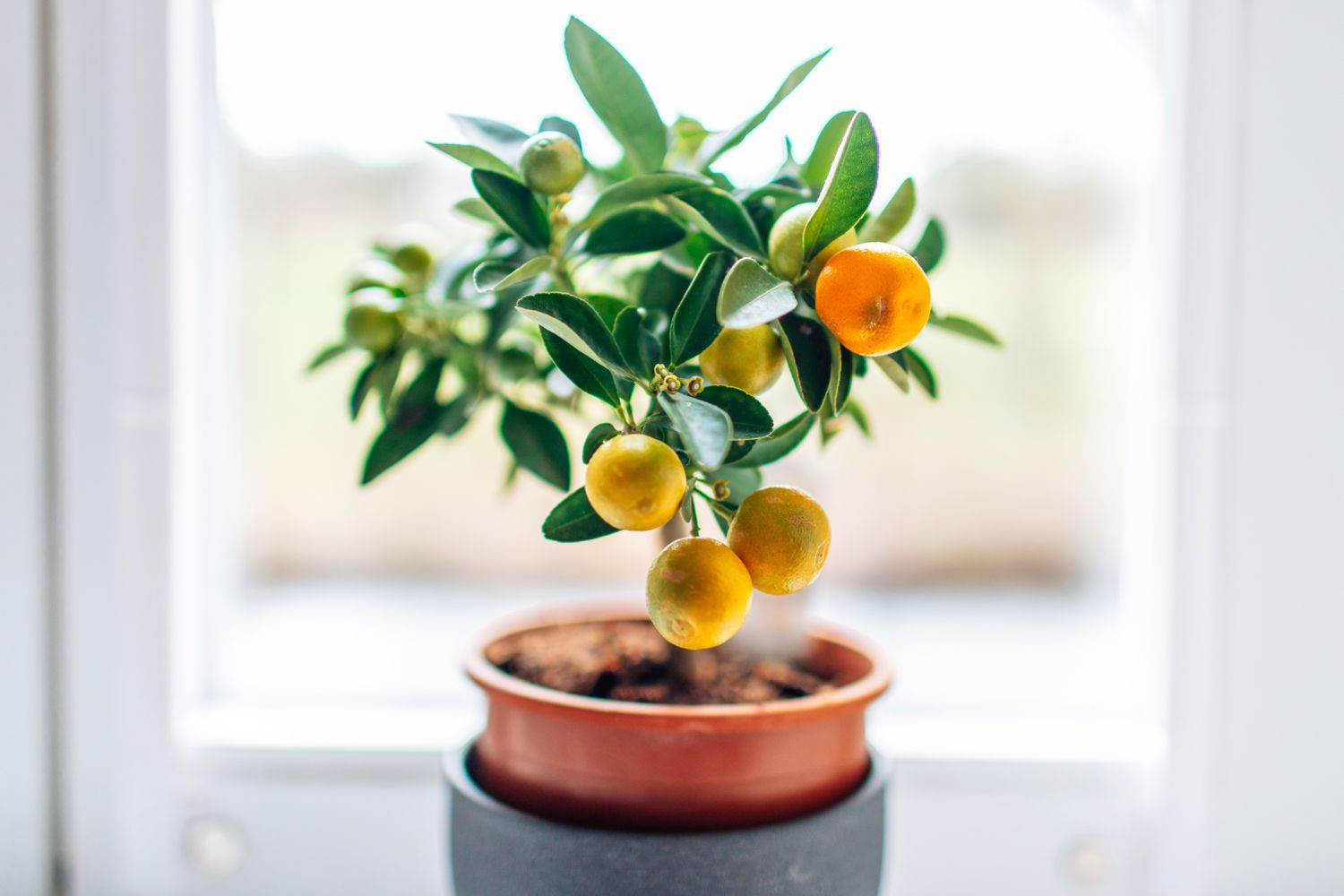 Cam Calamondin (x Citrofortunella microcarpa) là loại cam lai giữa quýt và quất. Cây hoa trong nhà này nở hoa trắng thơm vào cuối mùa đông hoặc mùa xuân. Những bông hoa phát triển thành những quả màu cam có đường kính 1 inch sặc sỡ trên một cây bụi có tán lá xanh bóng. Quả có thể tồn tại trên cây trong nhiều tuần. Bạn có thể thu hoạch trái cây sau khi chín và sử dụng như chanh, quất hoặc làm thành mứt cam .  Điều kiện sinh trưởng: Ánh sáng rực rỡ đến cường độ cao; 65-80°F, 55-65°F vào mùa đông; giữ cho đất ẩm đều  Kích thước: Cao và rộng tới 4 feet