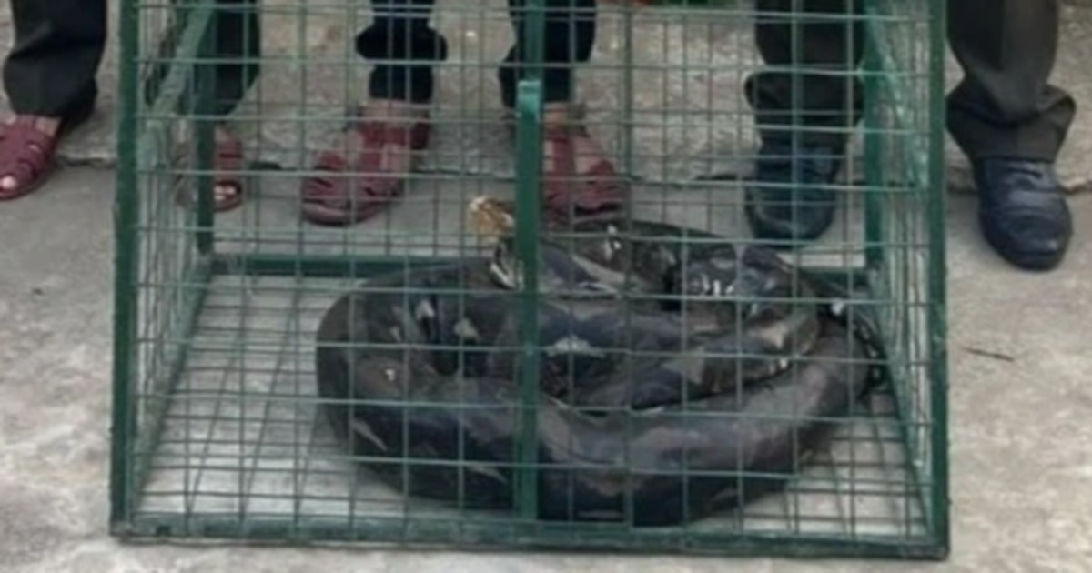 Trăn gấm nặng 18kg bò vào nhà dân ở Thừa Thiên Huế