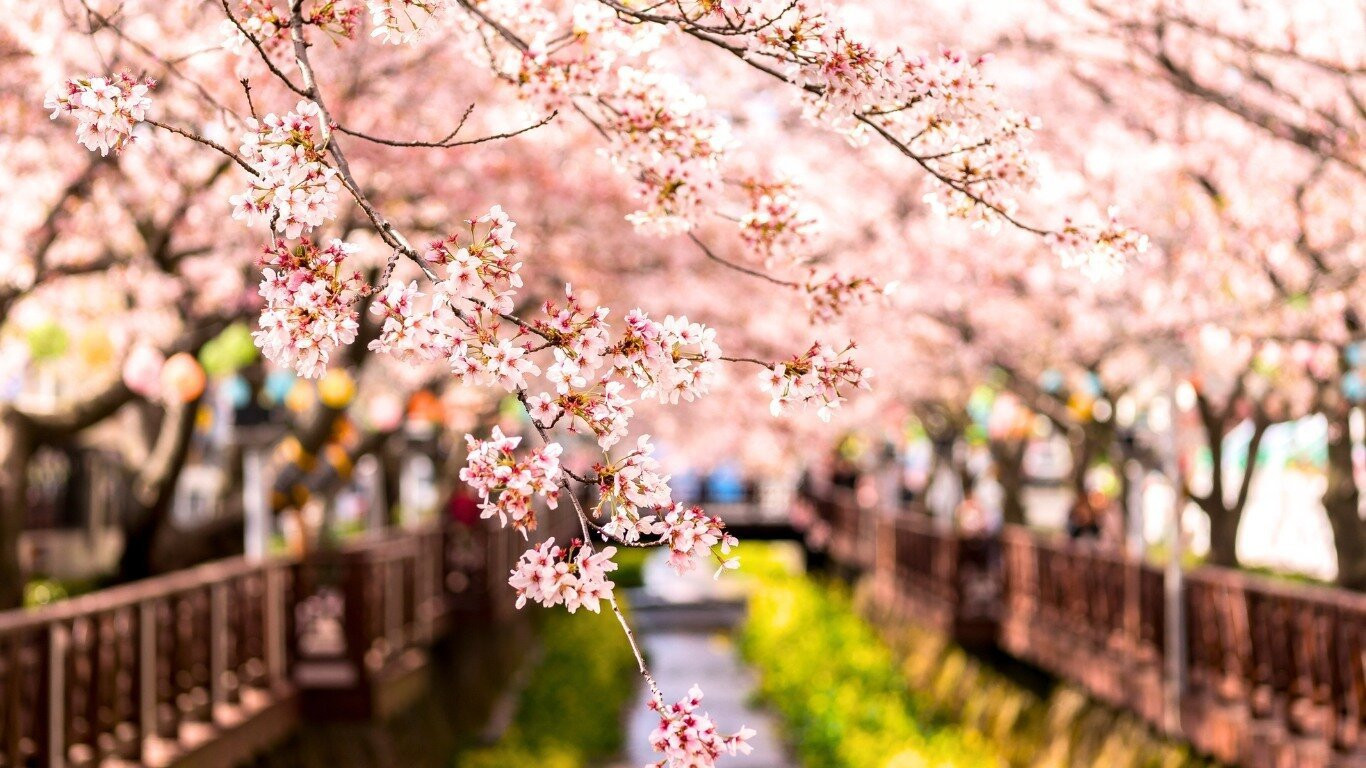 Gwangju là một tỉnh có hoa anh đào rất nổi tiếng ở Hàn Quốc. (Ảnh: Koreattrack)