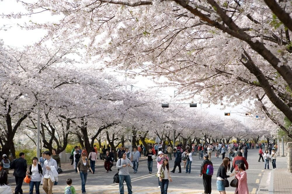 Lễ hội hoa anh đào ở Seoul là một trong những lễ hội nổi tiếng nhất Hàn Quốc. (Ảnh: Pinterest)