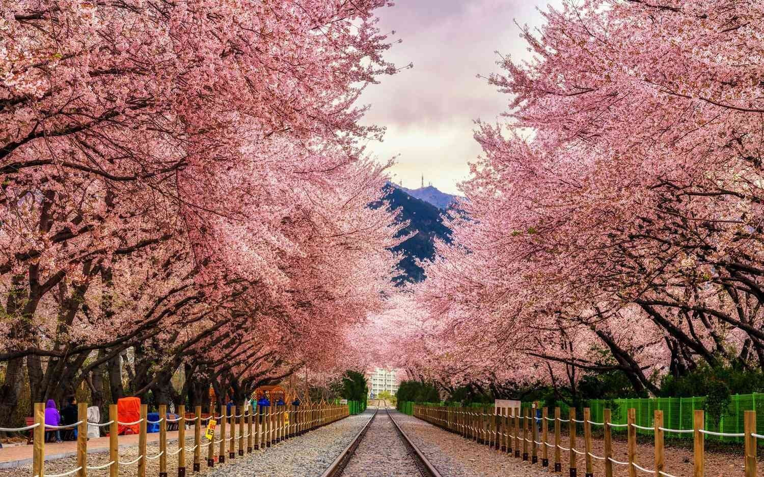 Hoa anh đào ở Hàn Quốc nở vào tháng mấy? Mùa hoa bắt đầu vào cuối tháng 3, kéo dài đến giữa tháng 4. (Ảnh: Travel+Leisure)