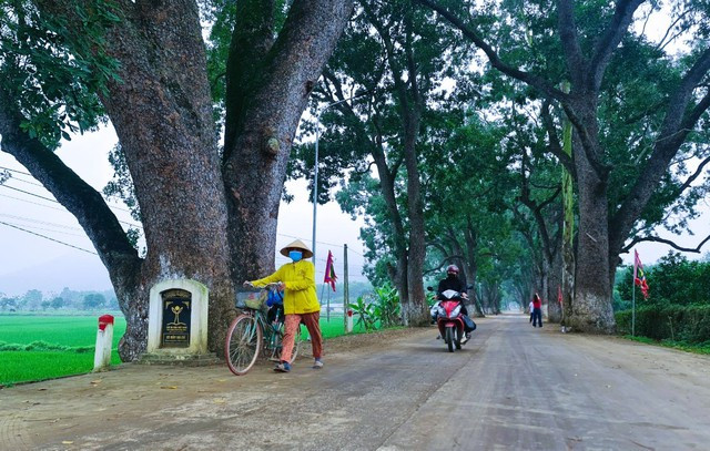 Ngắm hàng cây di sản hơn 100 năm tuổi dưới chân núi thiêng- Ảnh 1.