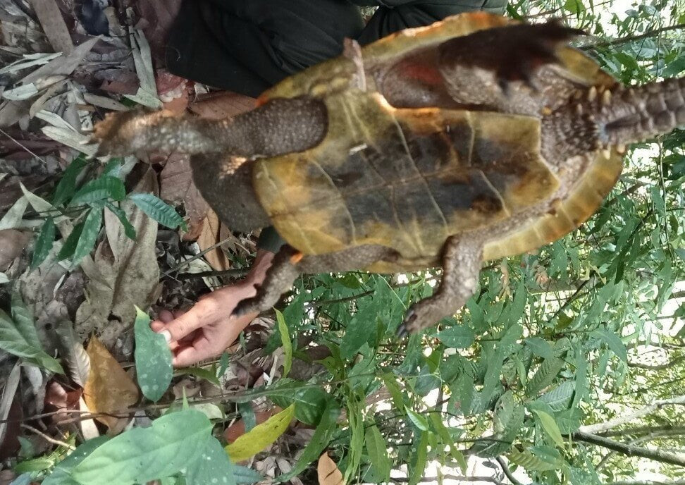 Các nhân viên đã giải thoát cho cá thể rùa, kiểm tra tình trạng sức khỏe và thả lại môi trường tự nhiên. (Ảnh: L.K)