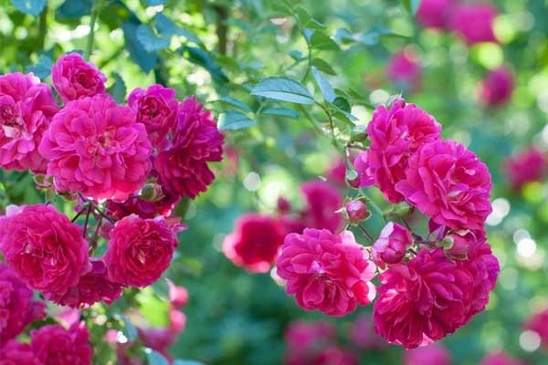 Khí chất phi thường: Ai sinh vào 3 tháng Âm lịch này vượt mọi khó khăn, năm 2024 đón nhiều hỷ sự