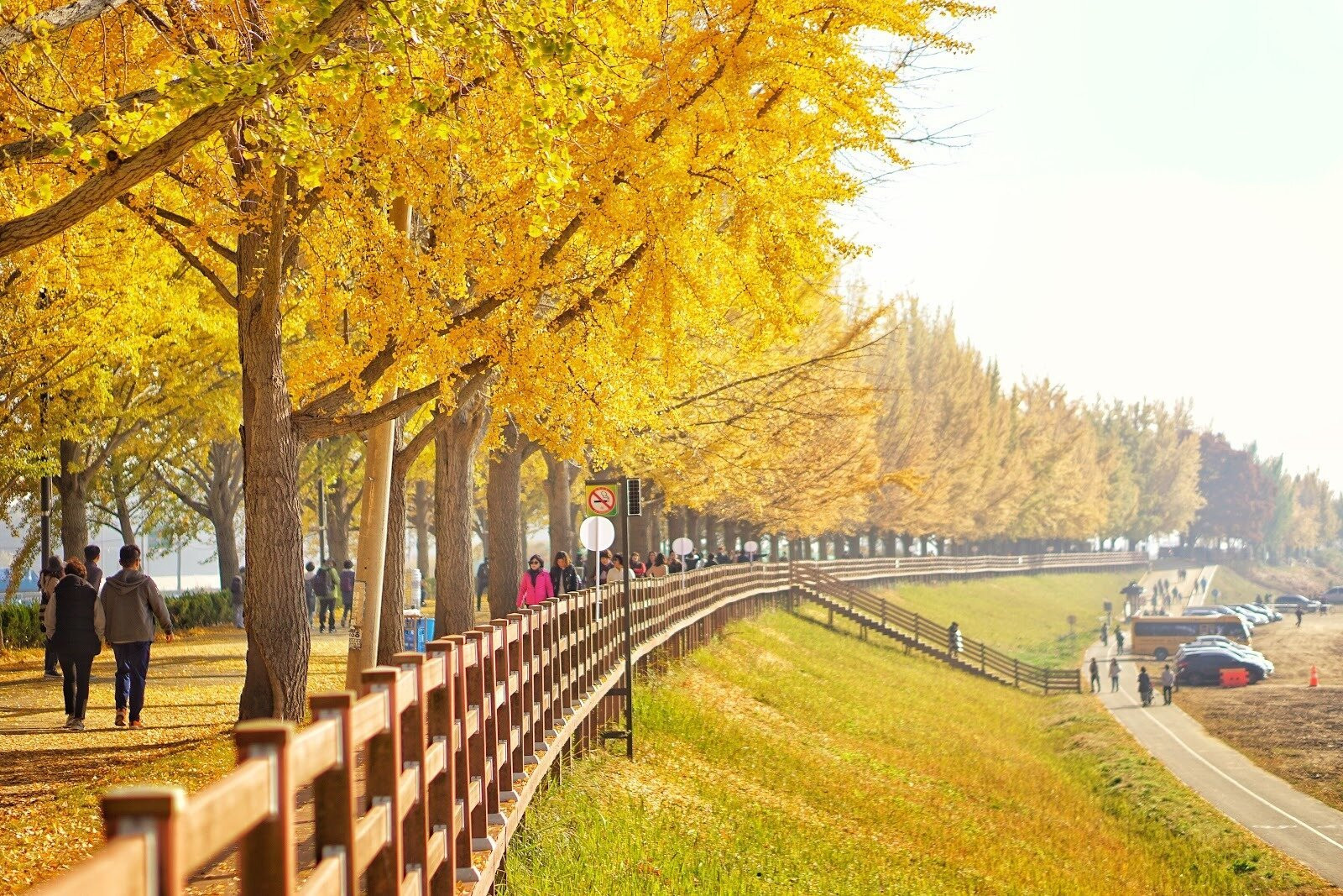 Asan Gingko Tree Road là hình ảnh thu nhỏ của tất cả các phong cảnh đẹp của mùa thu Hàn Quốc. (Ảnh: The FlyBirD)
