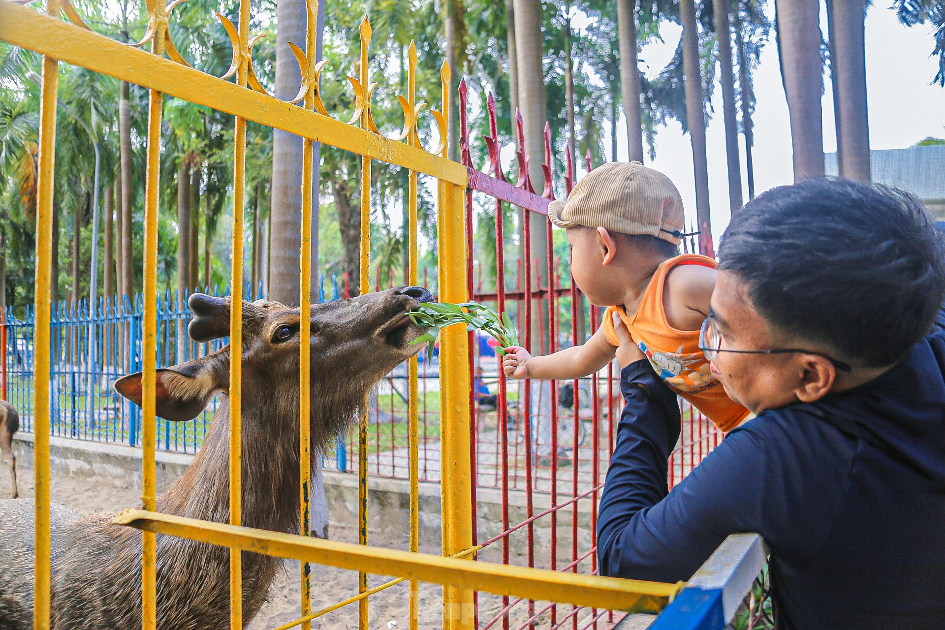 Xót xa cảnh thú rừng trong vườn thú lâu đời nhất Đà Nẵng ảnh 20